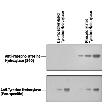 Detection of Phospho-Tyrosine Hydroxylase (S40) antibody by Western Blot.