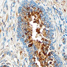 UCH-L1/PGP9 by Immunohistochemistry (IHC-P).5 antibody in Human Prostate by Immunohistochemistry (IHC-P).