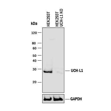Western Blot Shows Human UCH-L1/PGP9.5 Antibody Specificity by Using Knockout Cell Line.