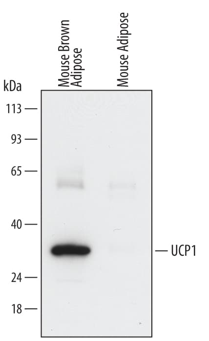 Detection of Mouse UCP1 antibody by Western Blot.