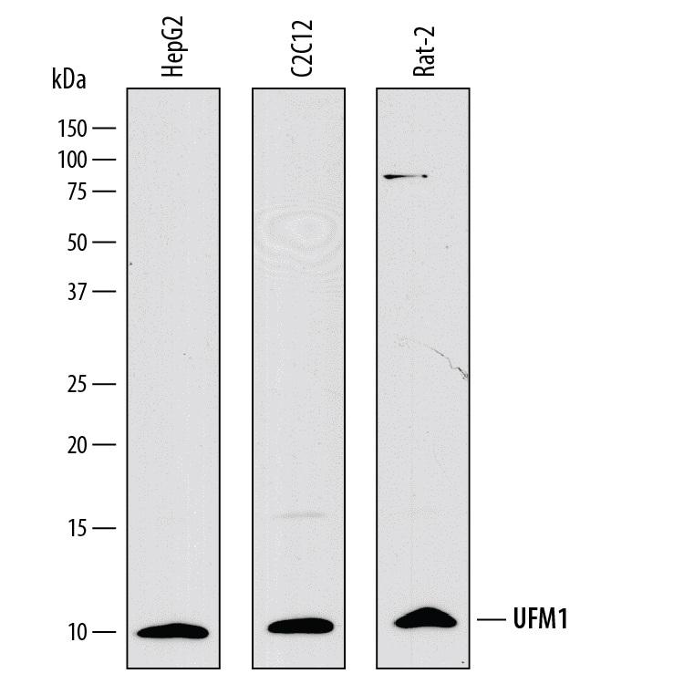 Detection of Human, Mouse, and Rat UFM1 antibody by Western Blot.
