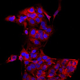Glucuronosyltransferase 1A1/UGT1A1 antibody in HepG2 Human Cell Line by Immunocytochemistry (ICC).