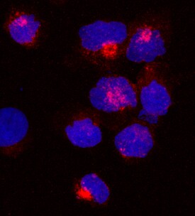 UNC13D antibody in NK-92 Human Cell Line by Immunocytochemistry (ICC).