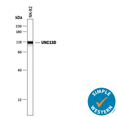 Detection of Human UNC13D antibody by Simple WesternTM.