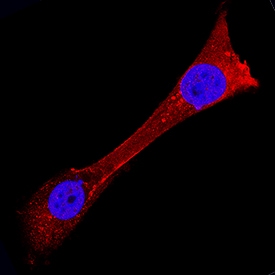 USP2 antibody in NIH-3T3 Mouse Cell Line by Immunocytochemistry (ICC).
