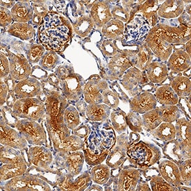 USP2 antibody in Mouse Kidney by Immunohistochemistry (IHC-Fr).