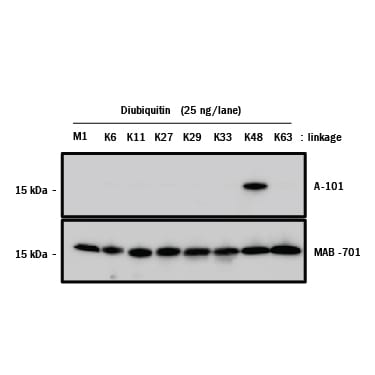 Detection of Human Ubiquitin antibody by Western Blot.