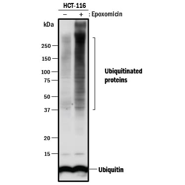 Detection of Human Ubiquitin antibody by Western Blot.