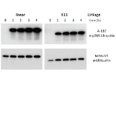 Detection of Phospho-Ubiquitin (S65) antibody by Western Blot.