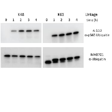 Detection of Phospho-Ubiquitin (S65) antibody by Western Blot.