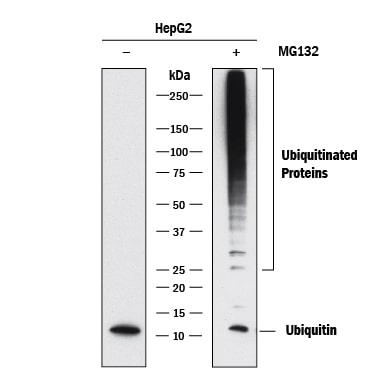 Detection of Human Ubiquitin antibody by Western Blot.