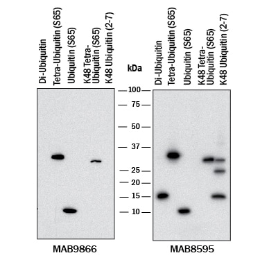 Detection of Phospho-Ubiquitin (S65) antibody by Western Blot.