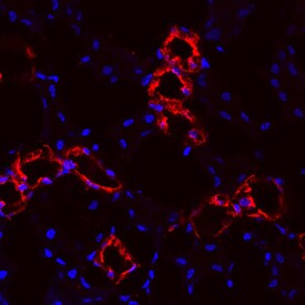 Uromodulin antibody in Mouse Kidney by Immunohistochemistry (IHC-Fr).