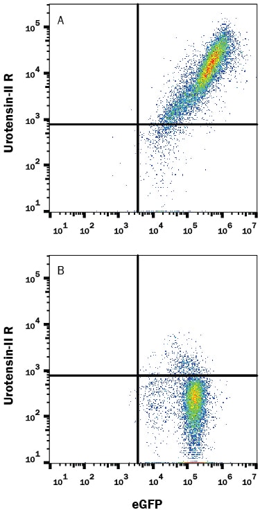 Detection of Urotensin-II R antibody in HEK293 Human Cell Line Transfected with Mouse Urotensin-II R and eGFP antibody by Flow Cytometry.