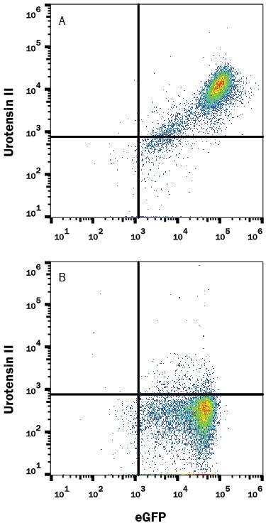 Detection of Urotensin-II R antibody in HEK293 Human Cell Line Transfected with Mouse Urotensin-II and eGFP antibody by Flow Cytometry.