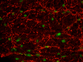 VAMP‑1 antibody in Mouse Spinal Cord by Immunohistochemistry (IHC-Fr).