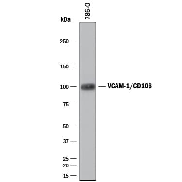Detection of Human VCAM-1/CD106 antibody by Western Blot.
