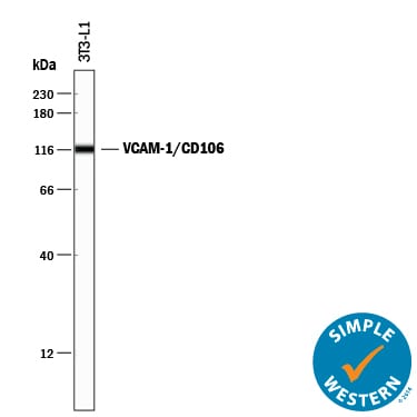 Detection of Mouse VCAM-1/CD106 antibody by Simple WesternTM.