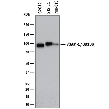 Detection of Mouse VCAM-1/CD106 antibody by Western Blot.