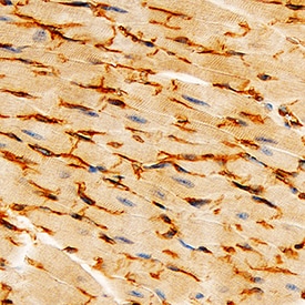 VE-Cadherin antibody in Mouse Heart by Immunohistochemistry (IHC-P).