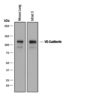 Detection of Mouse VE‑Cadherin antibody by Western Blot.
