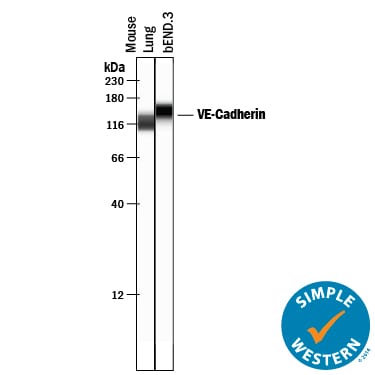 Detection of Mouse VE-Cadherin antibody by Simple WesternTM.