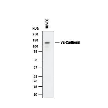 Detection of Human VE-Cadherin antibody by Western Blot.