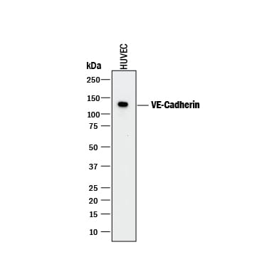 Detection of Human VE-Cadherin antibody by Western Blot.