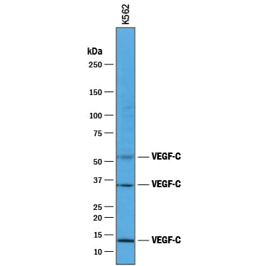 Detection of Human VEGF‑C antibody by Western Blot.
