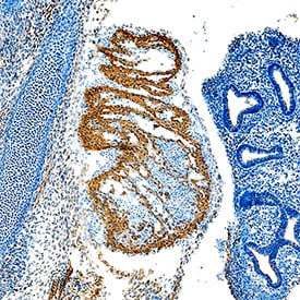 VEGF-D antibody in Mouse Lung Tissue by Immunohistochemistry (IHC-P).