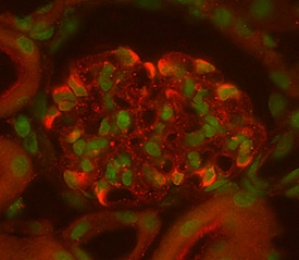 VEGF164in Mouse Kidney.