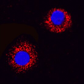 VEGF antibody in Canine PBMCs by Immunocytochemistry (ICC).