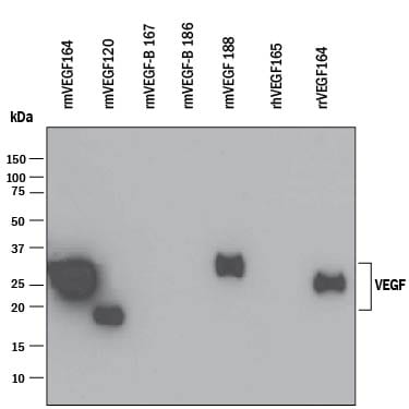 Detection of Recombinant Human, Mouse, and Rat VEGF antibody by Western Blot.