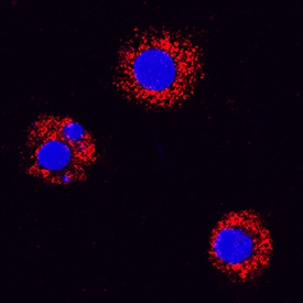 VEGF antibody in Canine PBMCs by Immunocytochemistry (ICC).