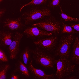 VEGF antibody in HeLa Human Cell Line by Immunocytochemistry (ICC).