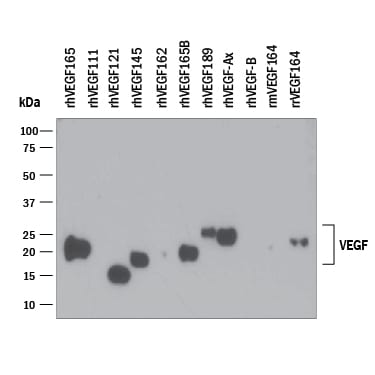 Detection of Recombinant Human VEGF antibody by Western Blot.