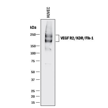 Detection of Human VEGFR2/KDR/Flk-1 antibody by Western Blot.