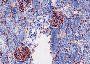 VEGFR2 antibody in Mouse Kidney Tissue.
