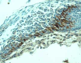 VEGFR2/KDR/Flk-1 antibody in Mouse Embryo by Immunohistochemistry (IHC-Fr).