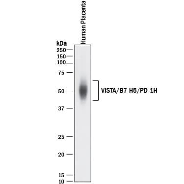 Detection of Human VISTA/B7-H5/PD-1H antibody by Western Blot.
