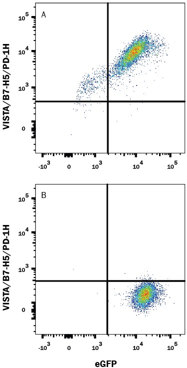Detection of VISTA/B7-H5/PD-1H antibody in HEK293 Human Cell Line Transfected with Mouse VISTA and eGFP antibody by Flow Cytometry.