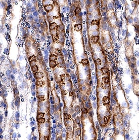 VLDL R antibody in Mouse Kidney by Immunohistochemistry (IHC-Fr).