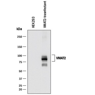 Detection of Human VMAT2 antibody by Western Blot.