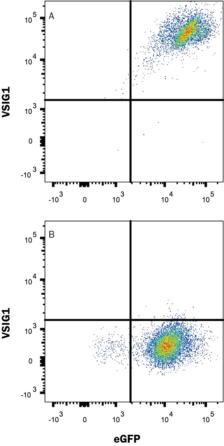 Detection of VSIG1 antibody in HEK293 Human Cell Line Transfected with Human VSIG1 and eGFP antibody by Flow Cytometry.