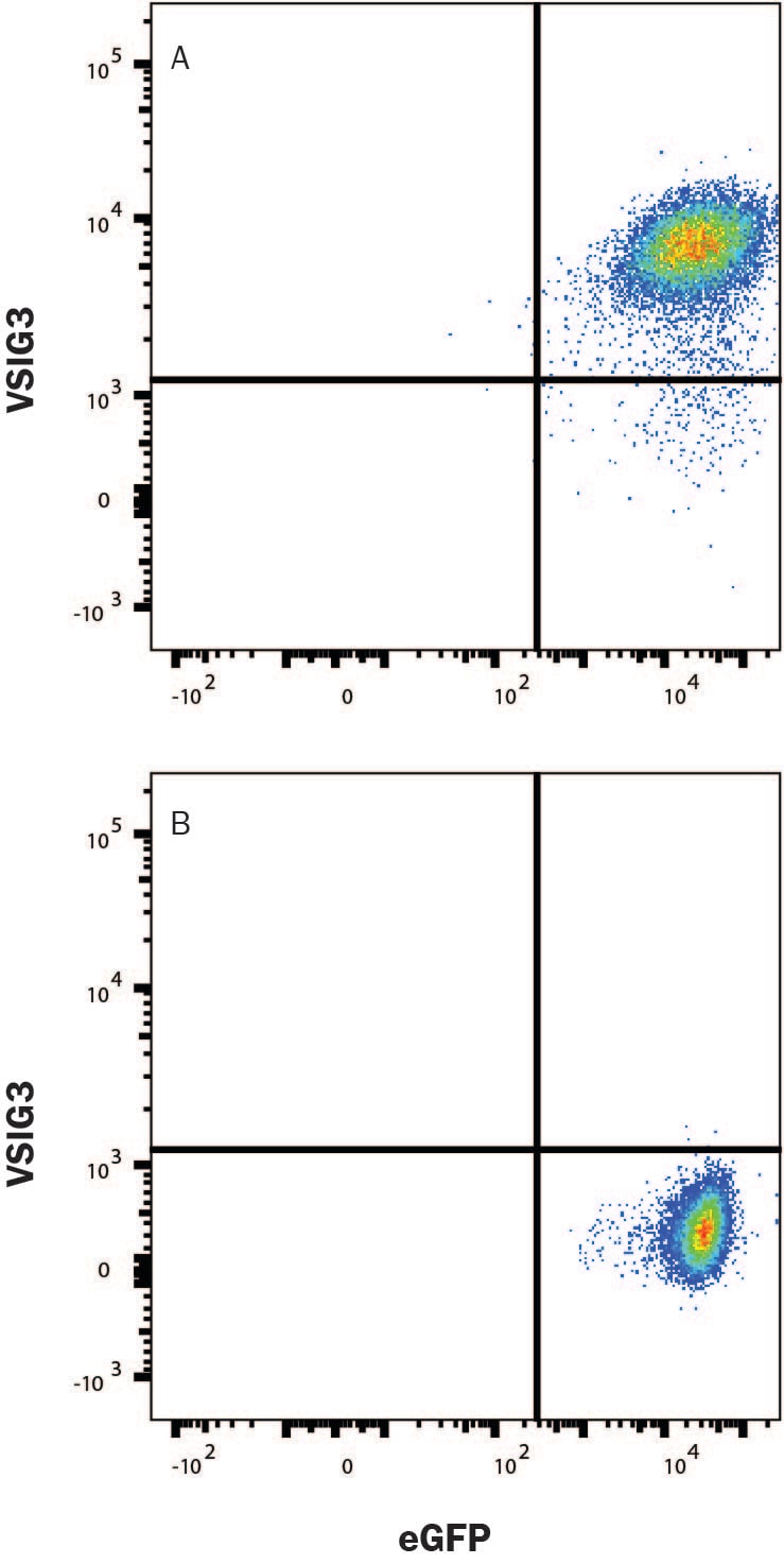 Detection of VSIG3 antibody in HEK293 human cell line transfected with human VSIG3 antibody by Flow Cytometry.