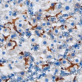 VSIG4 antibody in Mouse Liver by Immunohistochemistry (IHC-Fr).