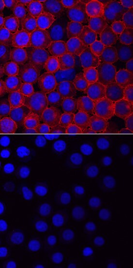Phospho-Vav-1 (Y160) antibody in Jurkat Human Cell Line by Immunocytochemistry (ICC).