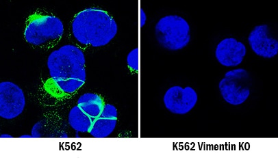 Vimentin Antibody Specificity is Shown by Immunocytochemistry antibody in Knockout Cell Line.