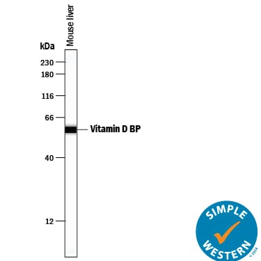 Detection of Mouse Vitamin D BP antibody by Simple WesternTM.