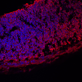 Vitronectin antibody in Mouse Brain by Immunohistochemistry (IHC-Fr).